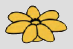 Large flower head with 6 pointed petals